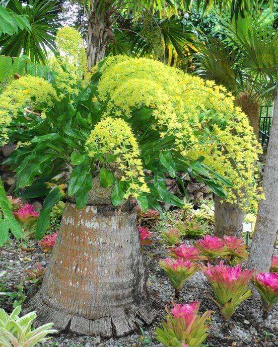 Hoàng hậu xanh cây giống