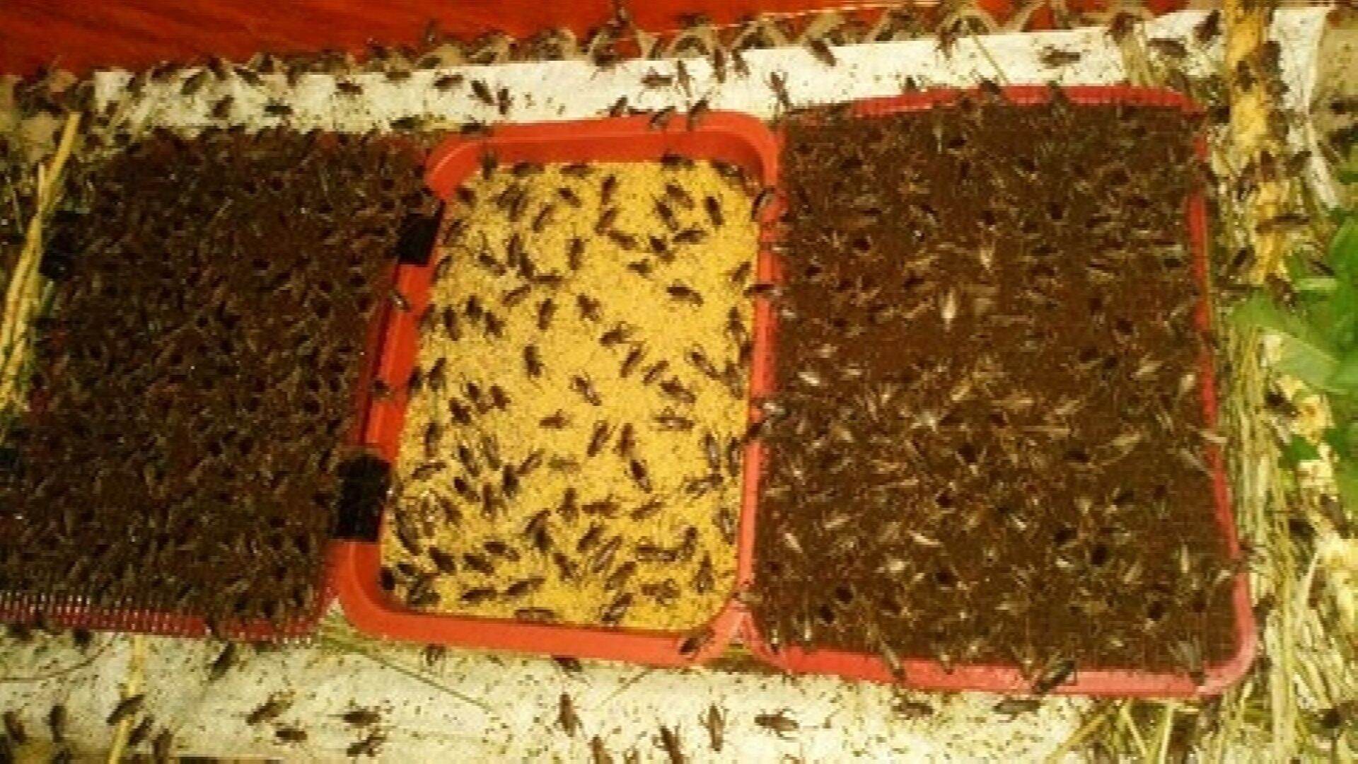 Trứng Dế Thái Vàng