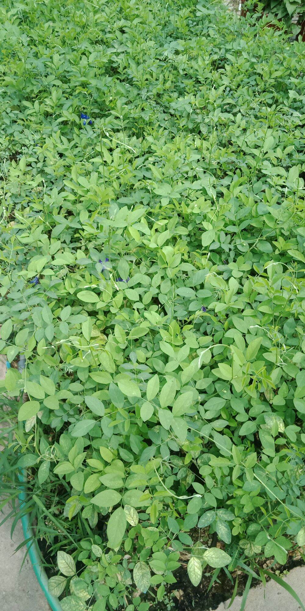 Cây hoa đậu biếc