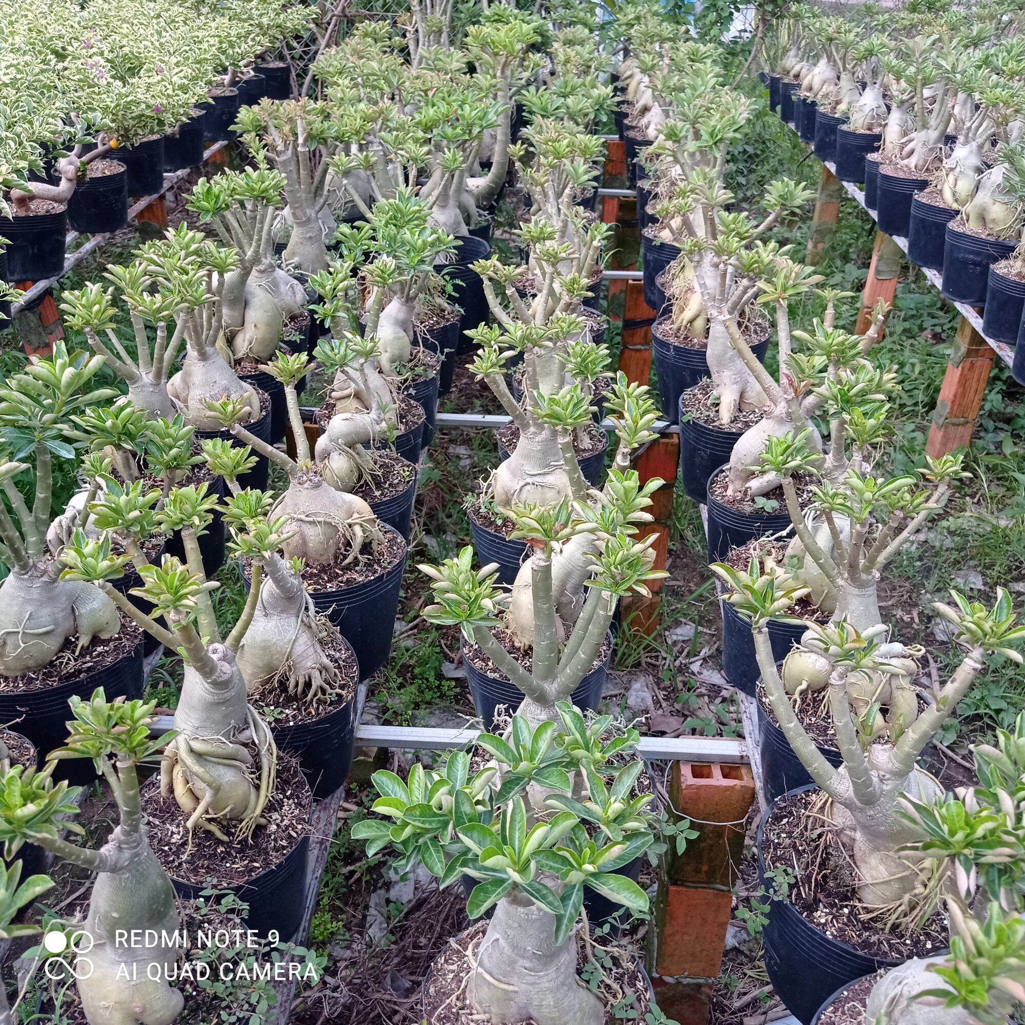 Sứ thái ghép cánh kép