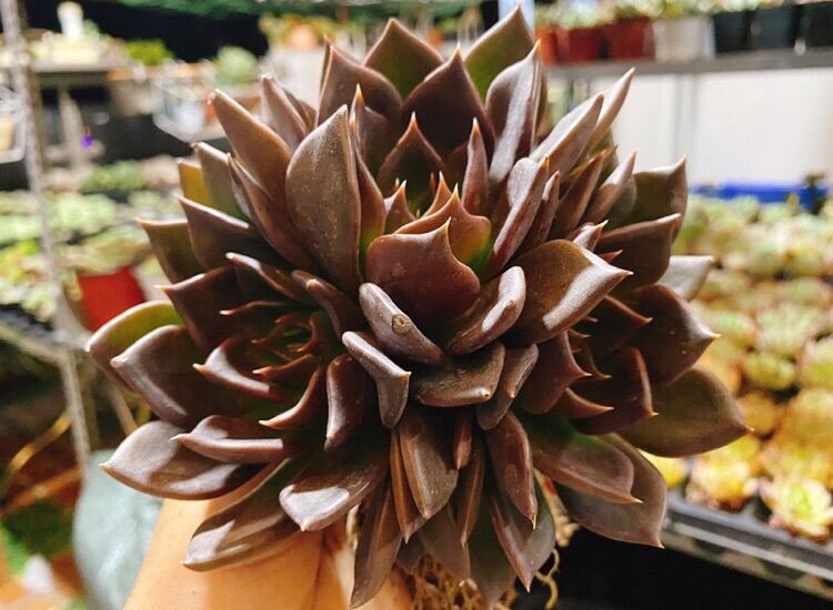 Sen đá black prince, 1 gốc 3 đầu
