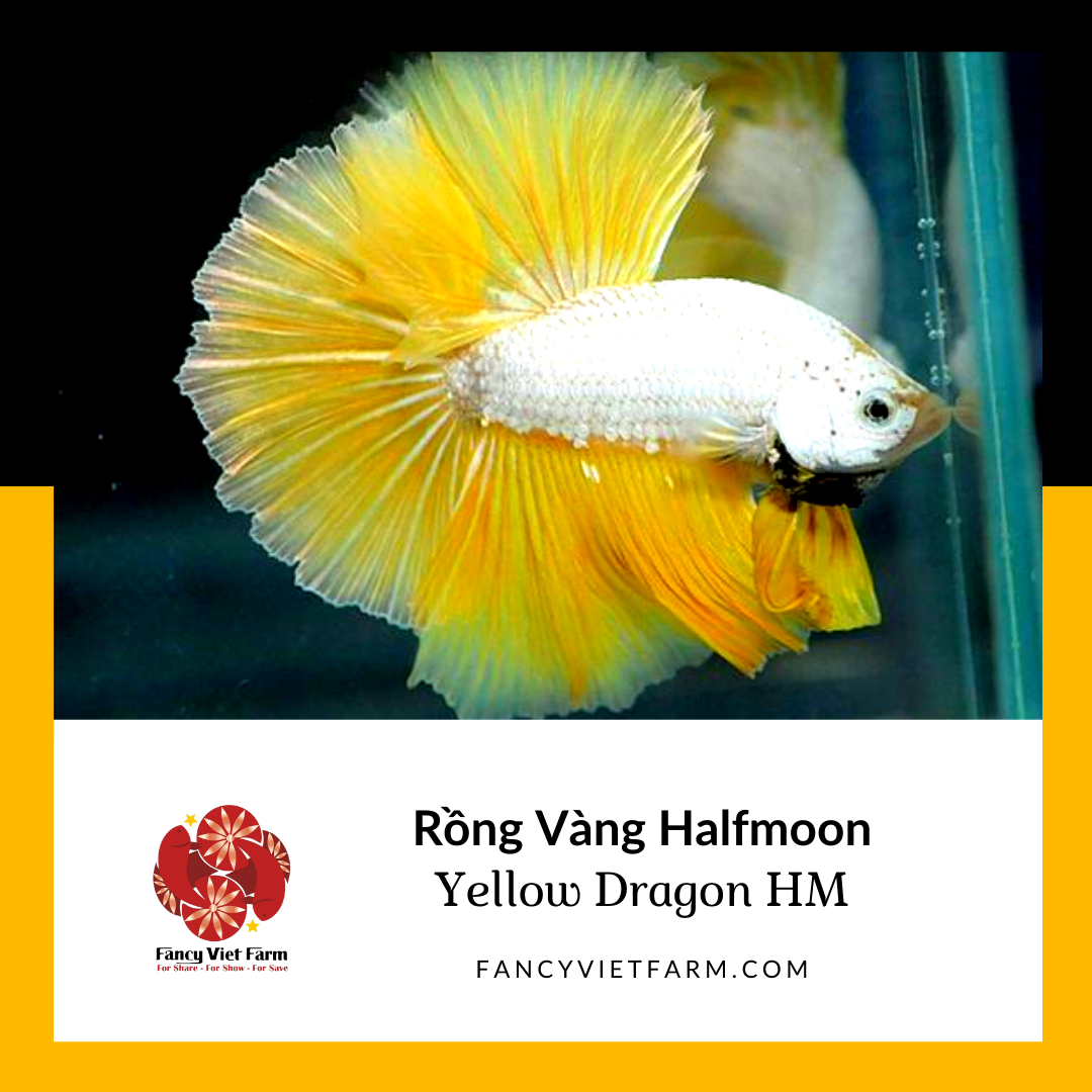 Betta hm rồng vàng