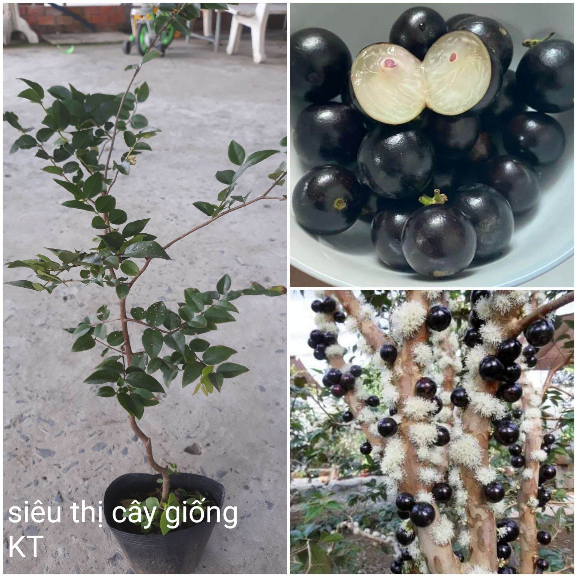 Cây giống nho thân gỗ tứ quý lá lớn độc lạ quý . Cây nho thân gỗ 12 vụ, 2 năm cho trái , trái quanh năm , trồng chậu được. Cây giống cao từ 30cm.