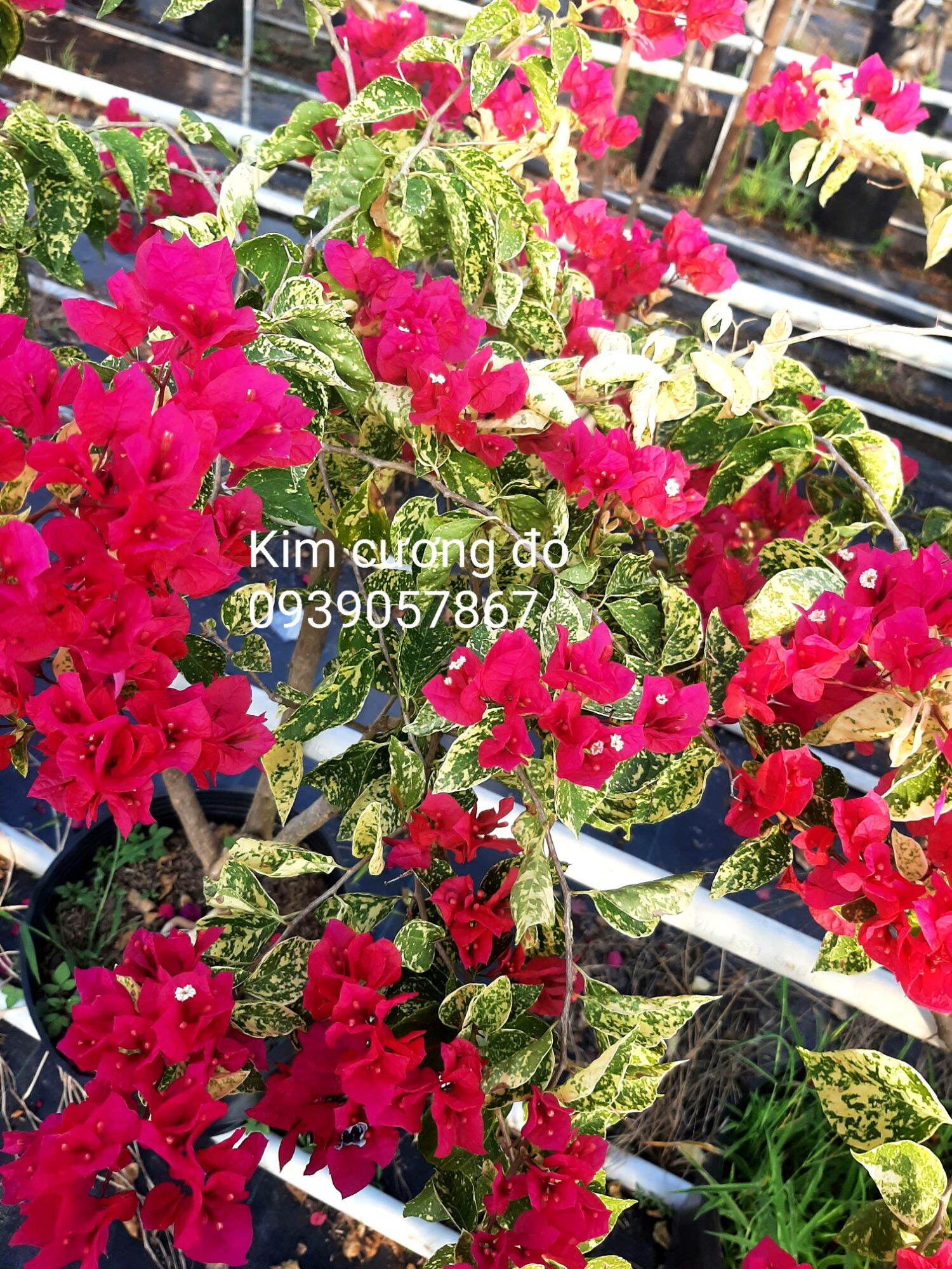 Kim cương đỏ_ Bông Garden_ Cây giống chậu nhỏ hình cuối