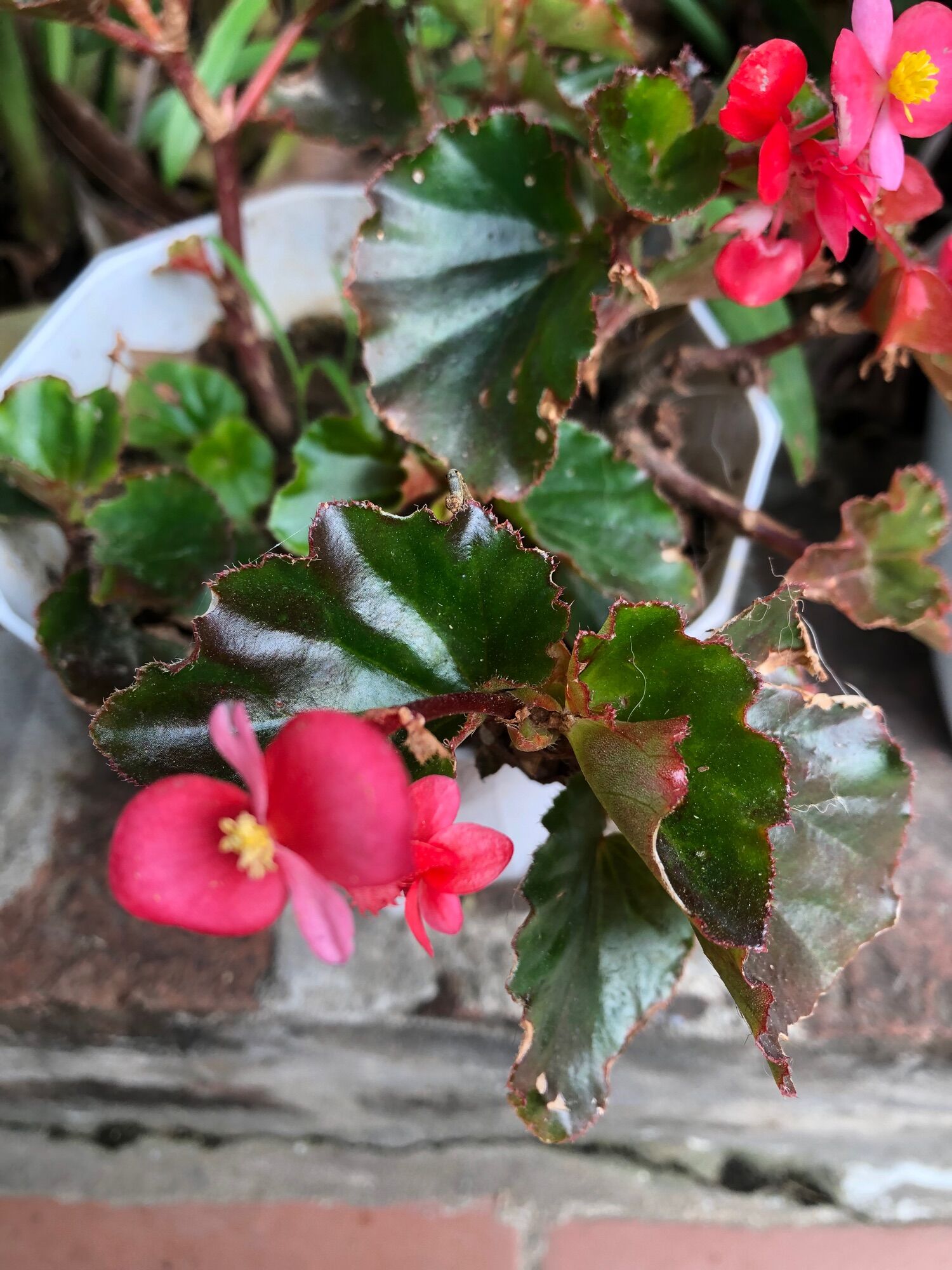 Cây hoa thu Hải đường