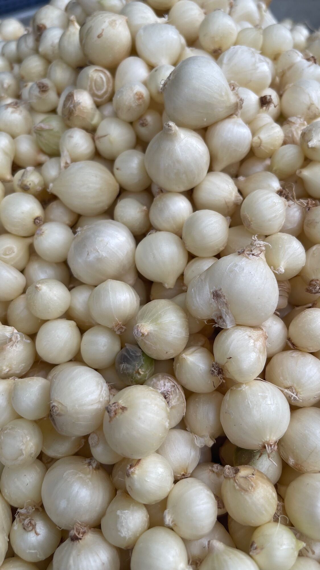 Củ nén ( hành tăm) loại nhỏ túi lưới 500g