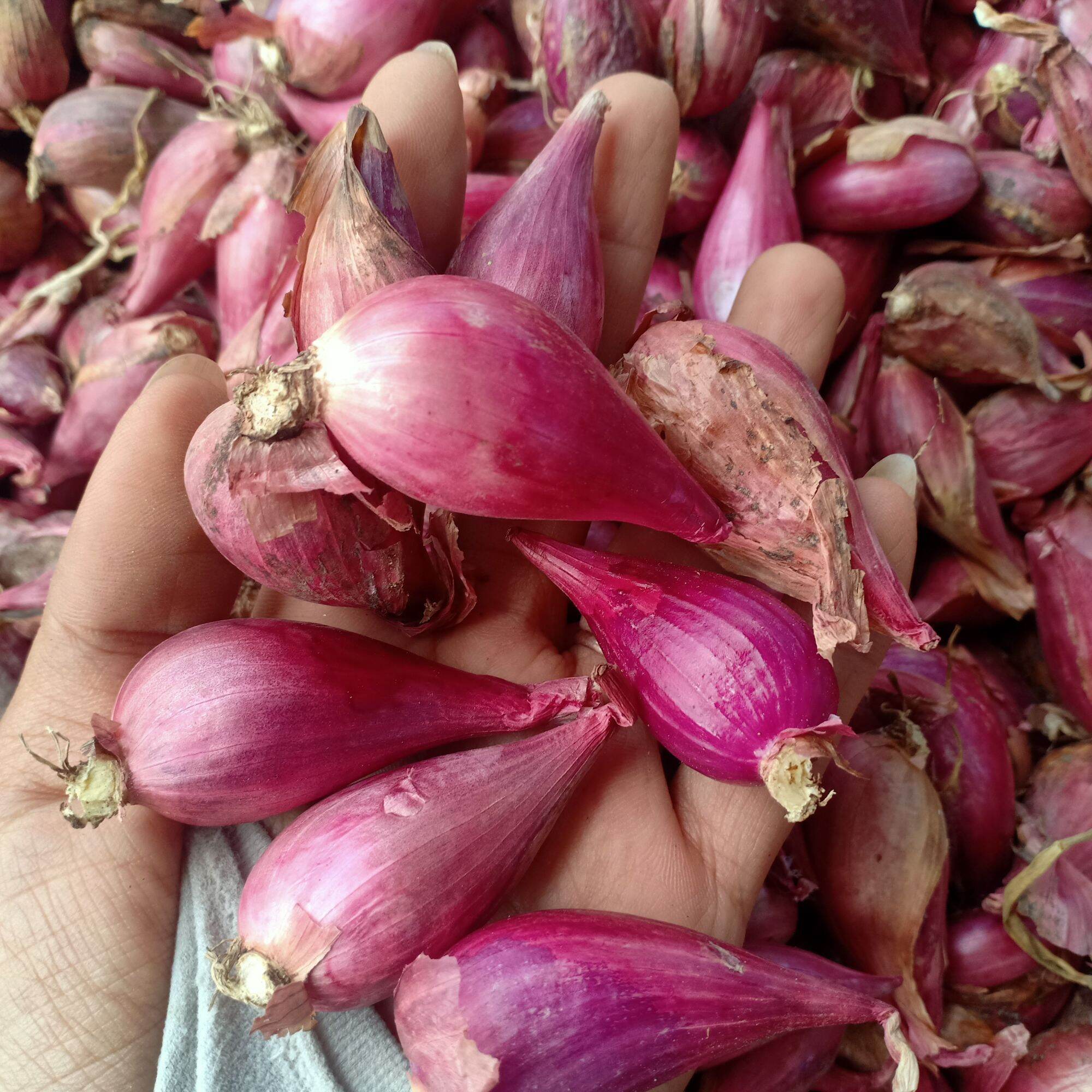 Hành tím Phan Rang chất lượng 1kg