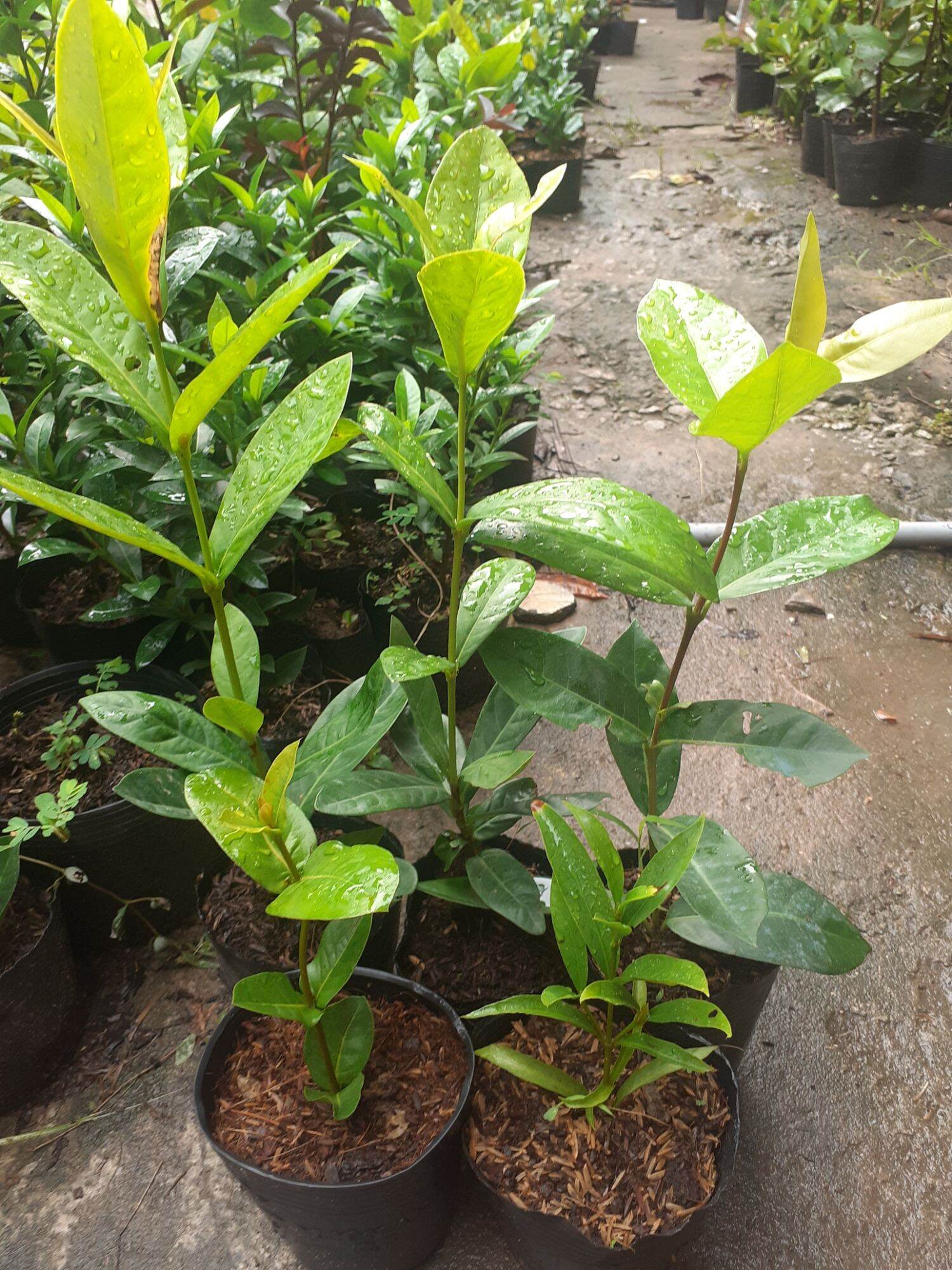 Combo 5 Cây giống kép