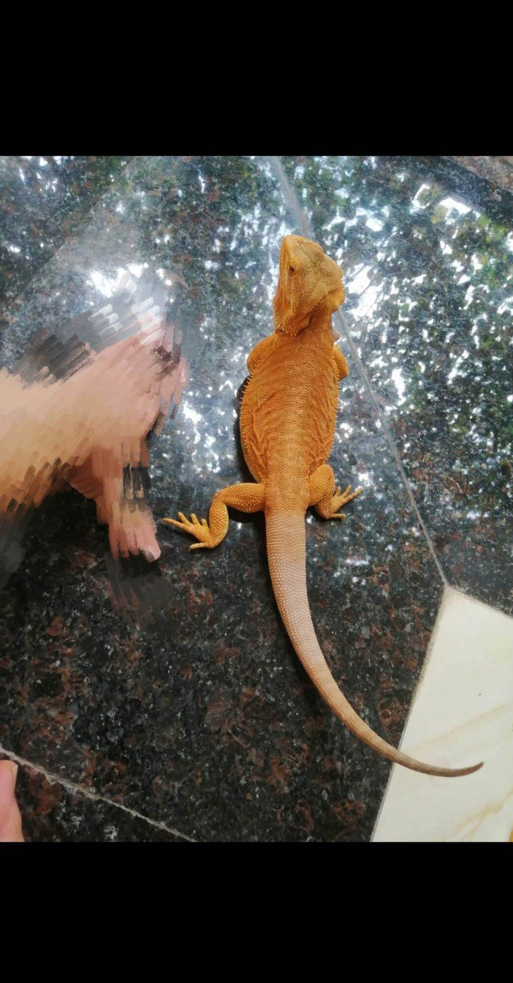 Đồ chơi Rồng Úc lớn(siêu đẹp cute)