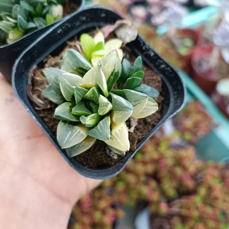 (Mã Vip Pro) Sen đá Haworthia Restusa var nhiều đầu.