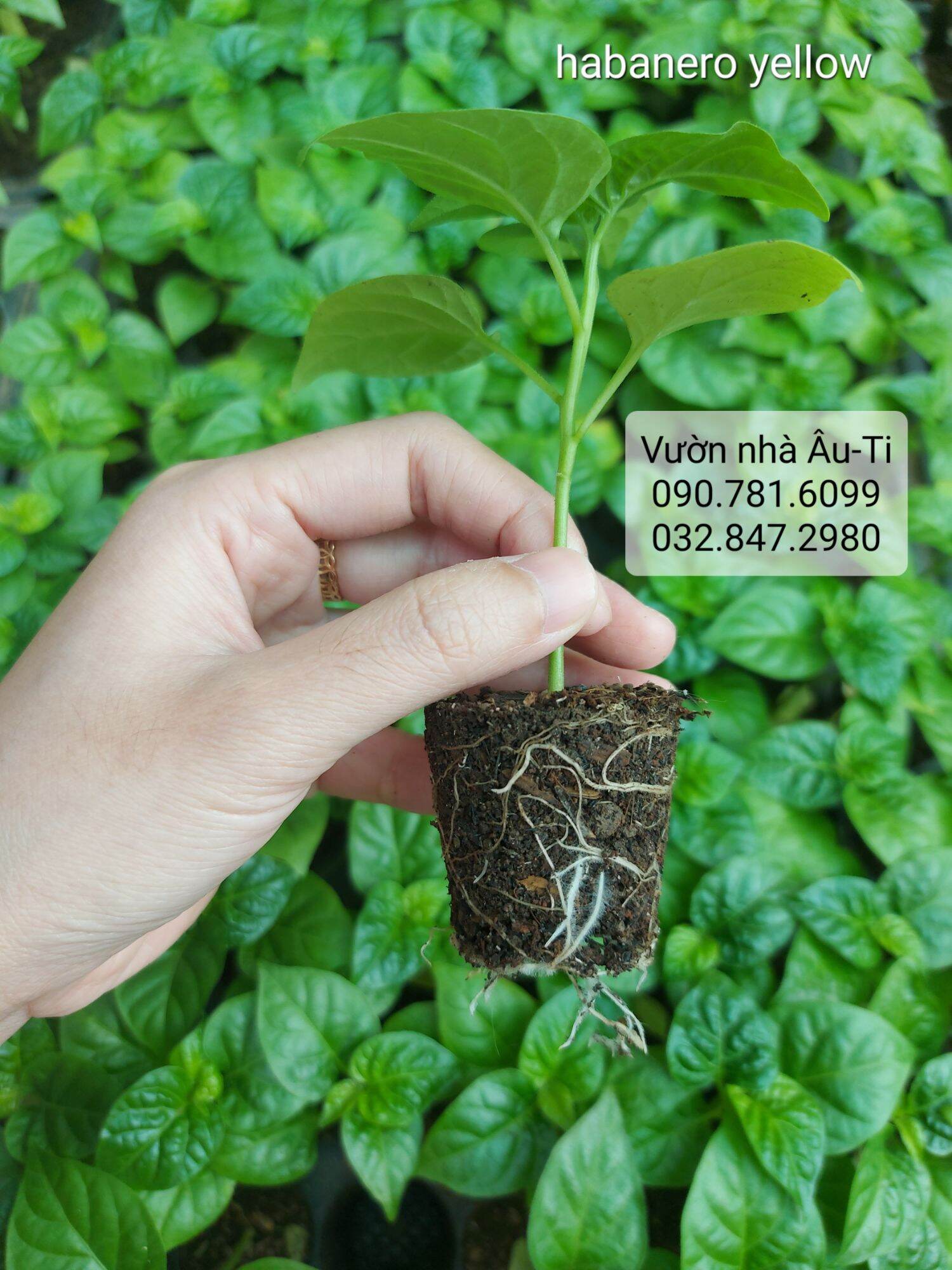 Cây ớt Habanero yellow như hình, ớt siêu cay