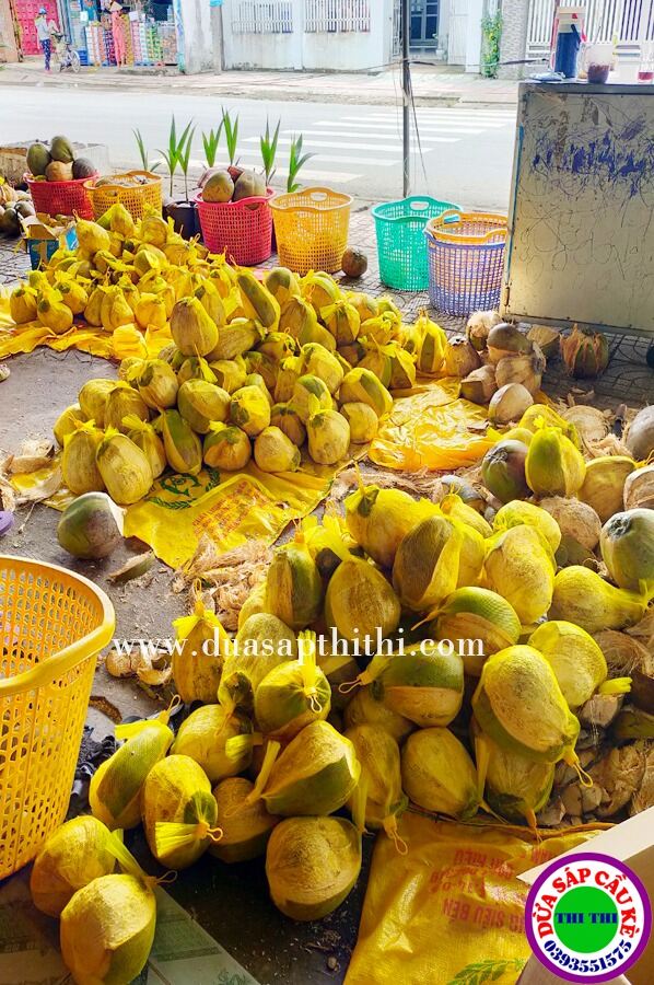 DỪA SÁP LOẠI 2 (Trái 600gr-700gr)