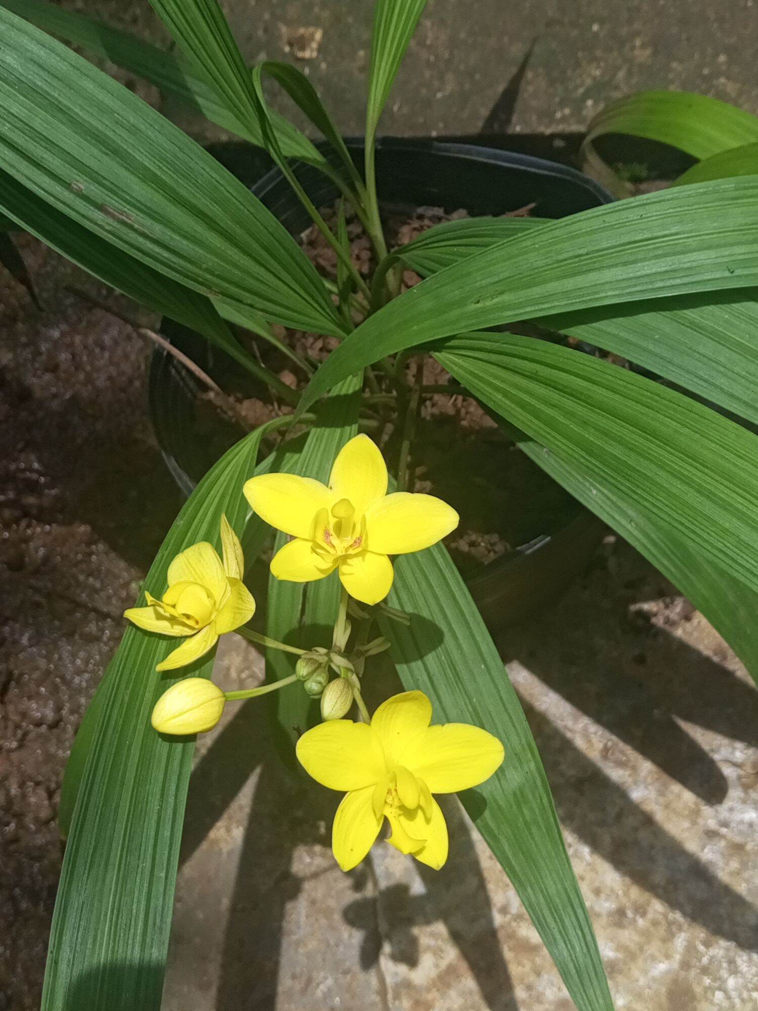 Địa lan chu đỉnh vàng