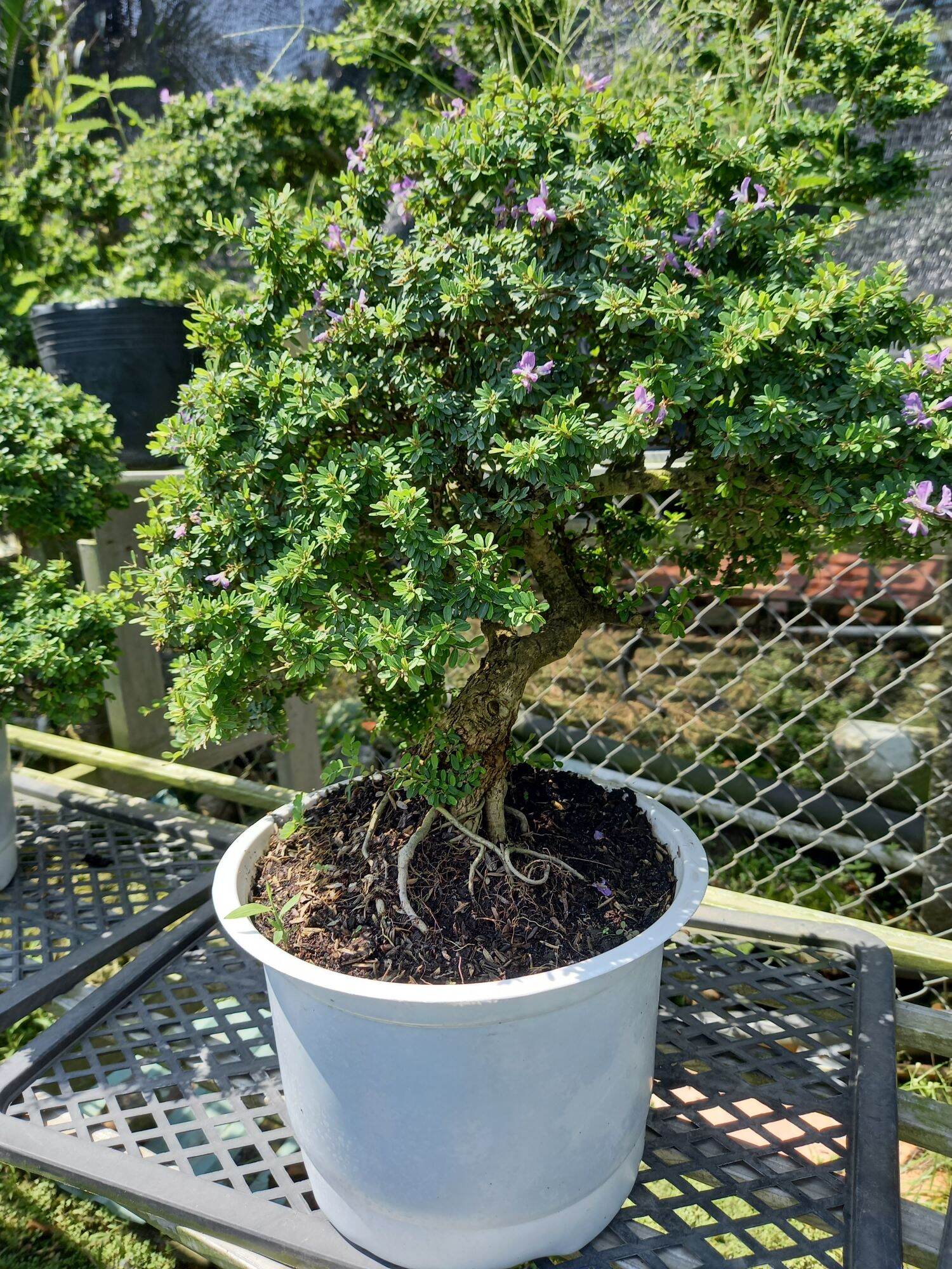 cây linh sam gạo bonsai