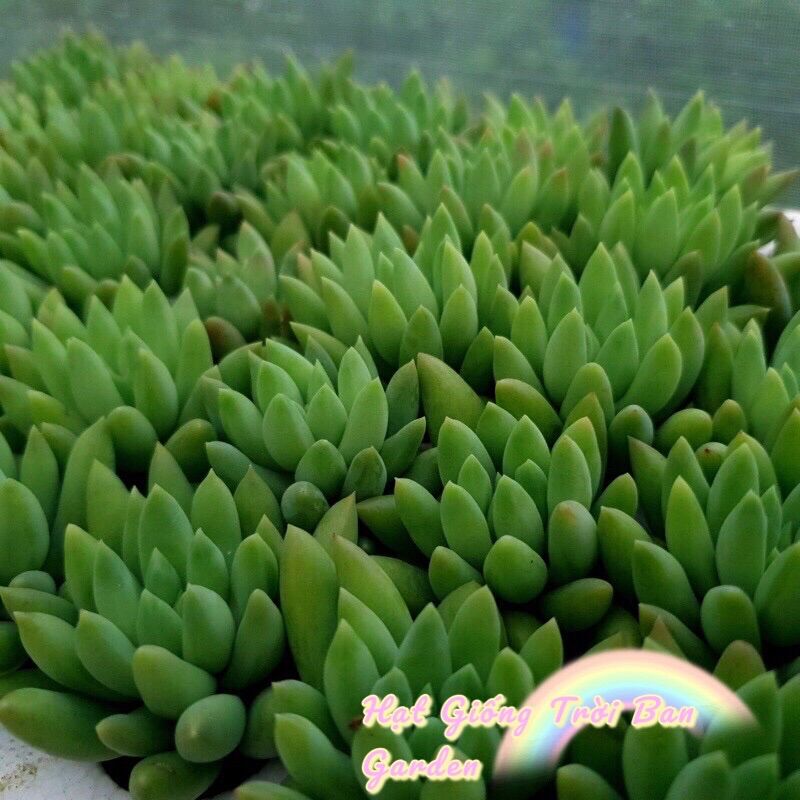 Sen Đá CHUỖI NGỌC ĐỨNG SIZE MINI |FREESHIP| LỖI1ĐỔI1