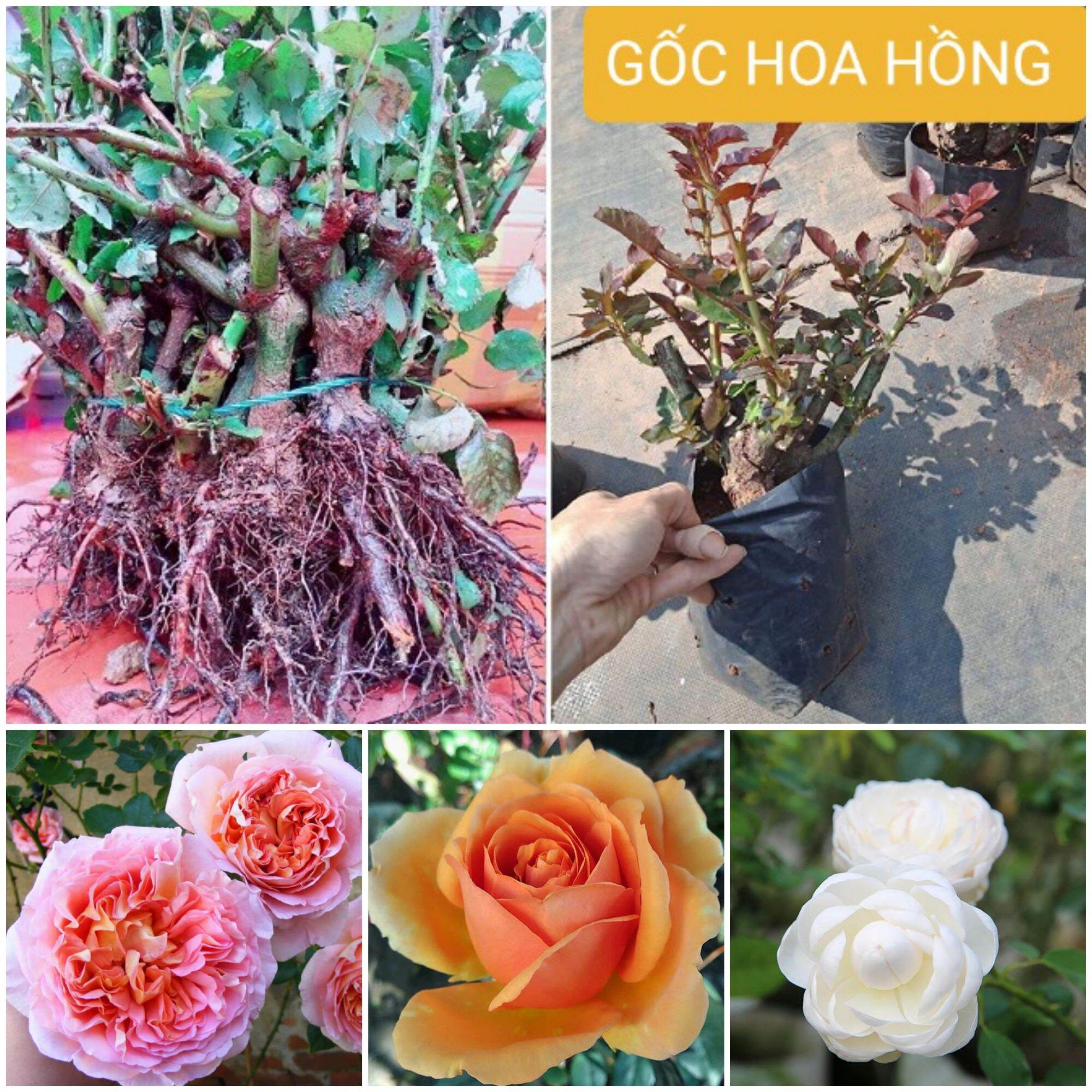 Gốc hoa hồng ngoại nhiều màu rễ trần