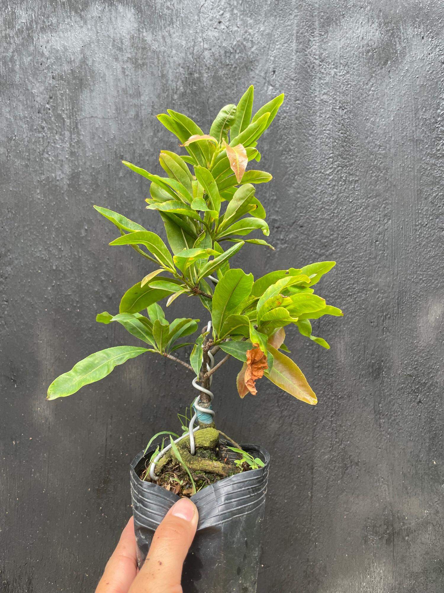 Mai cúc thọ hương cây mai đột biến hoa nhiều cánh (cây ghép với gốc mai vàng gốc quái quấn rễ)