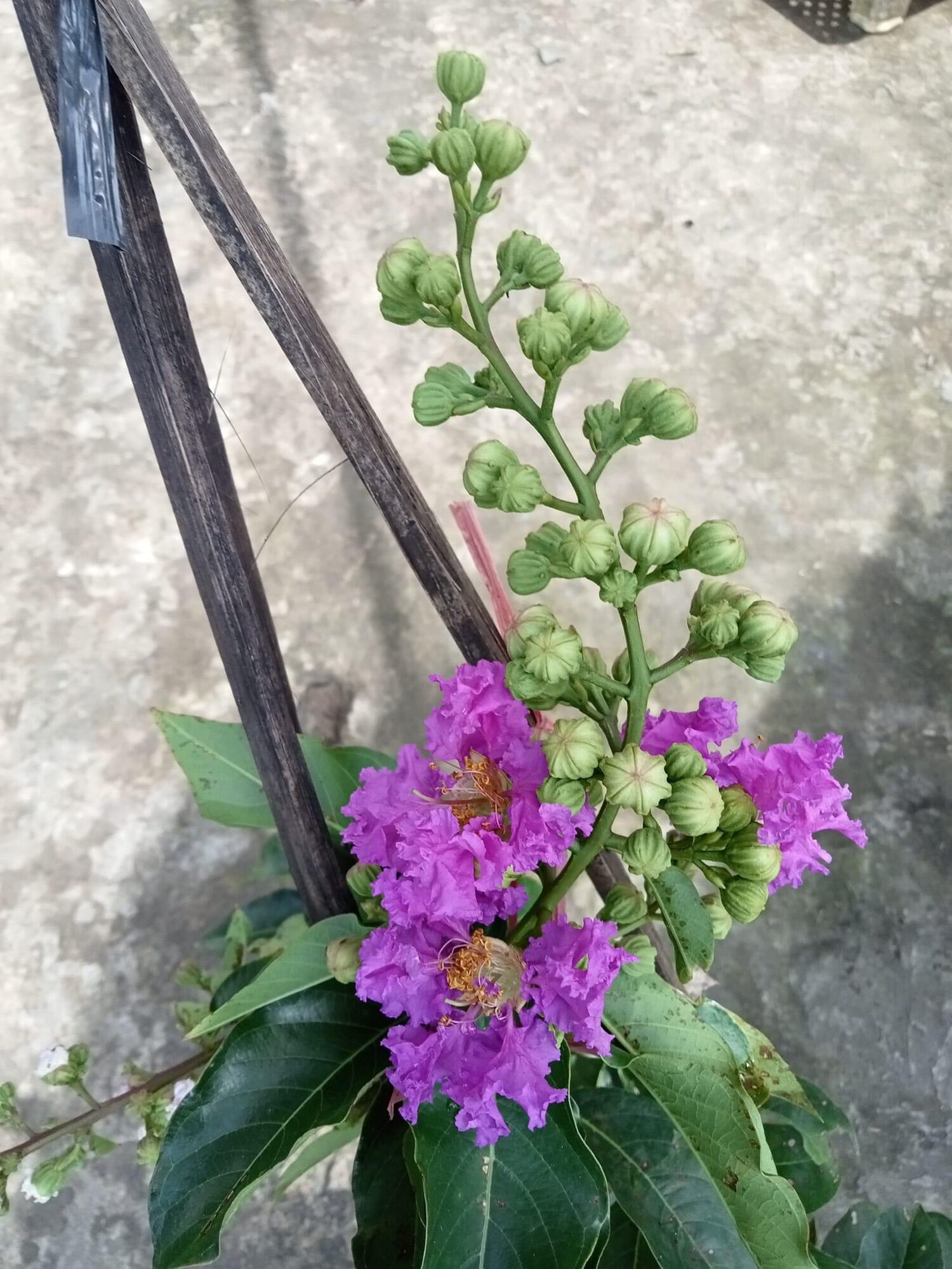 Cây bằng lăng thái tím