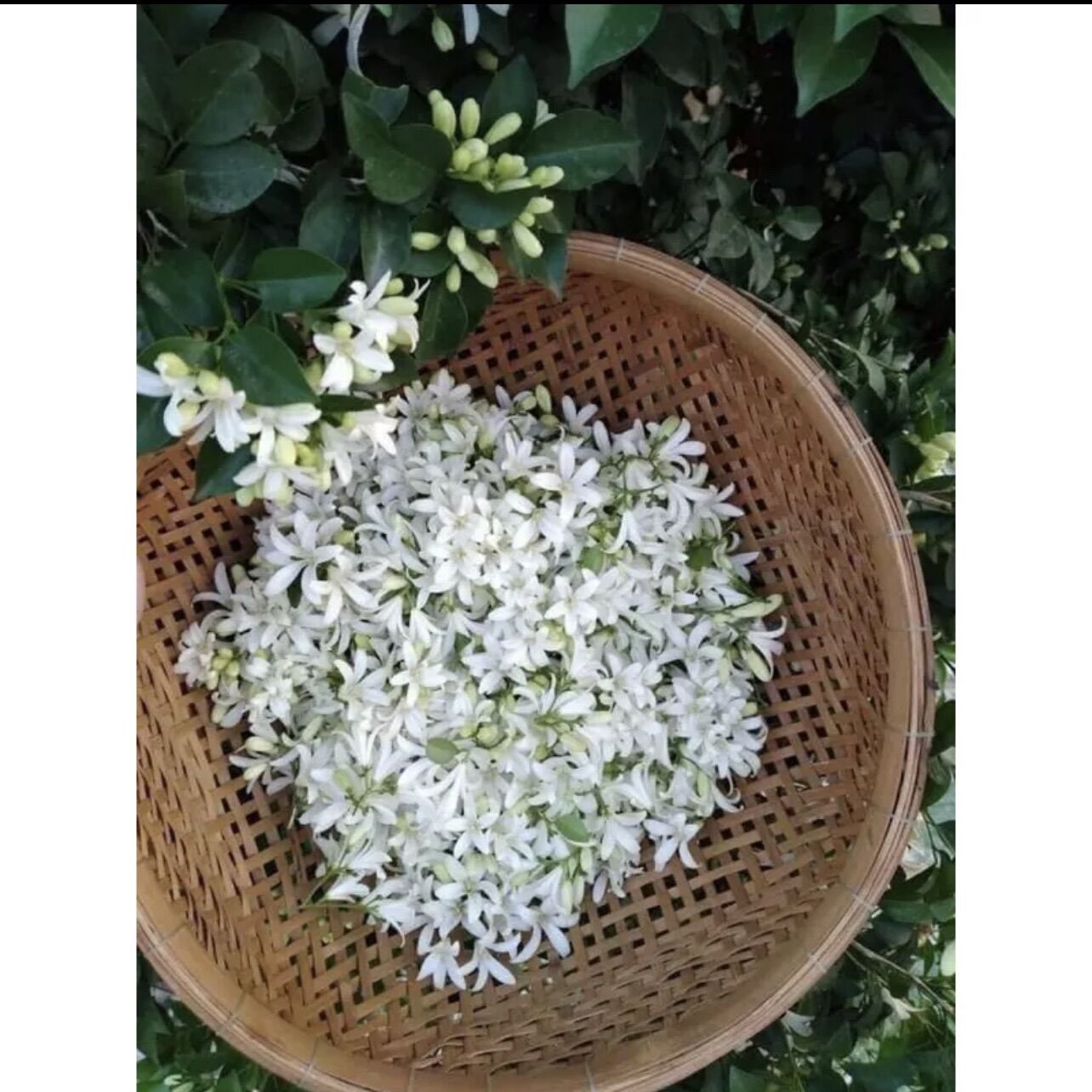 Cây giống hoa nguyệt quế (1caay)