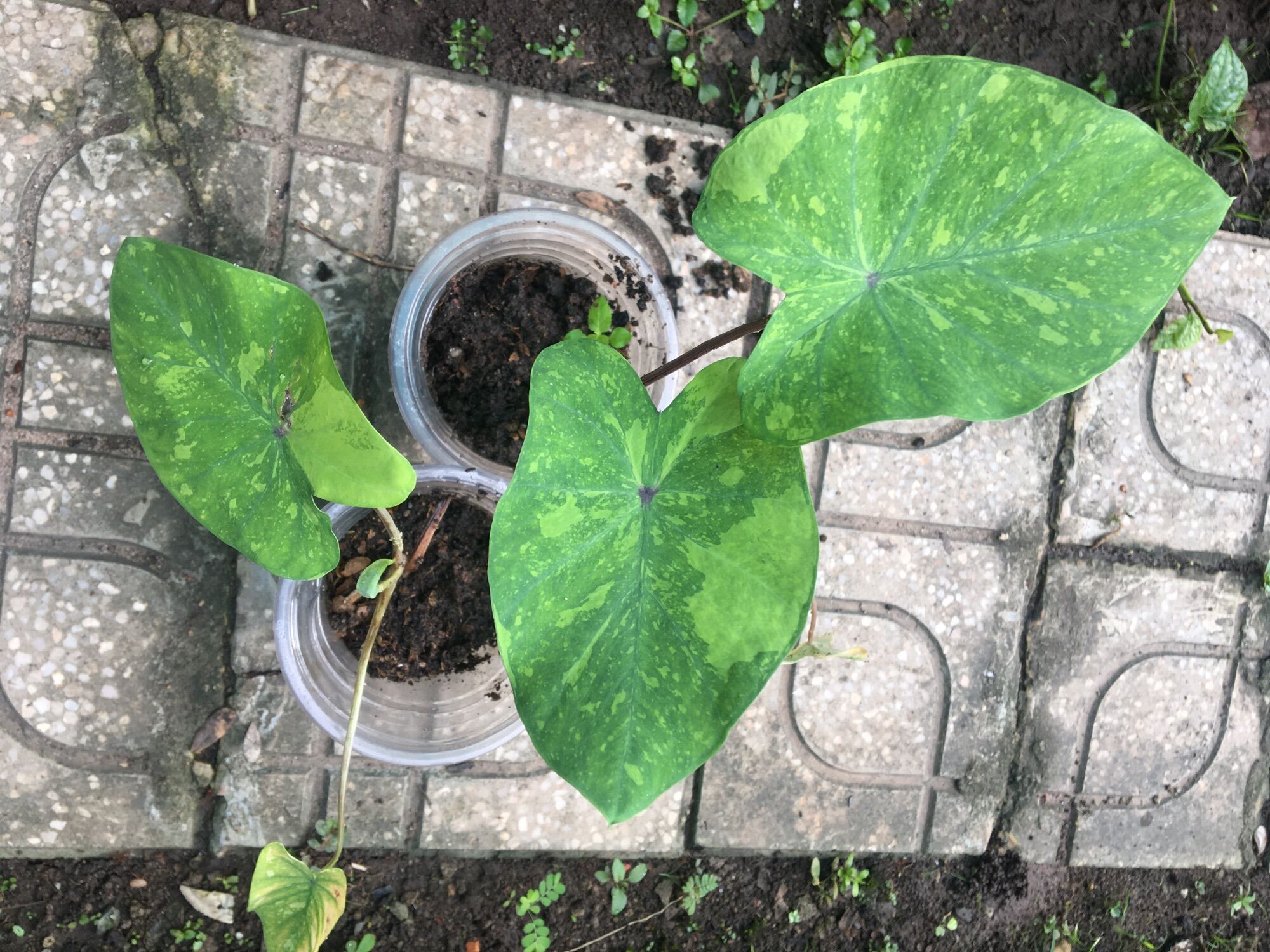 Cây giống caladium môn kiểng ngoại