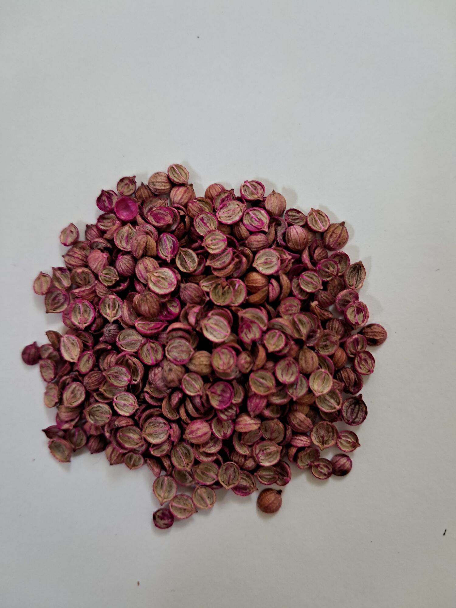 Hạt giống rau ngò gai pháp (rau mùi) 10gram