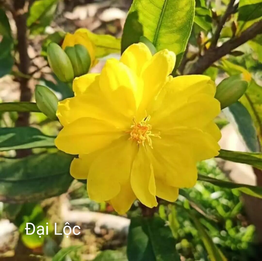 BONSAI MAI ĐẠI LỘC, ĐẾ ĐẸP, (VƯỜN NGHỈ TẾT, MÙNG 8 BÁN LẠI)