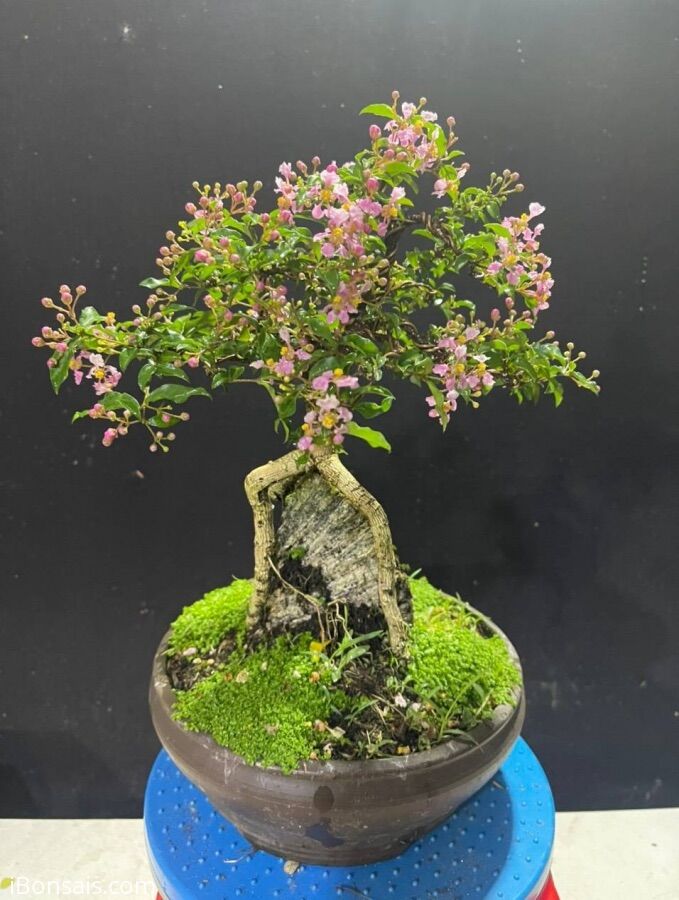Hồng Ngọc mai ôm đá bonsai mini