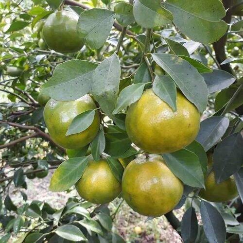 Cây giống Quýt đường, quýt ngọt
