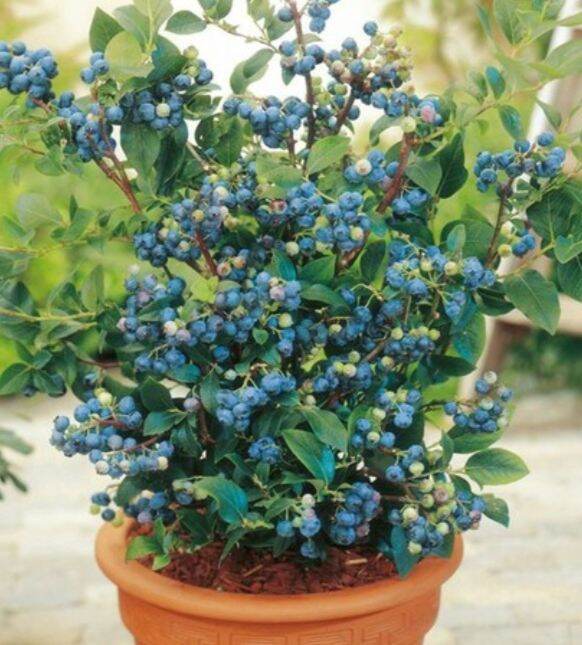 Cây giống Việt Quất