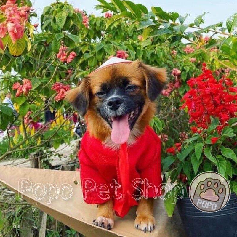 Nón lá đội cho thú cưng