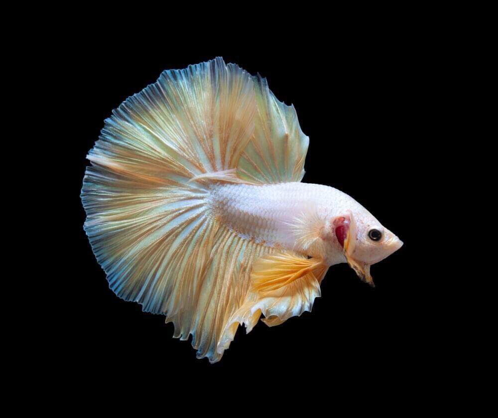 2 trống Betta Halfmoon dễ nuôi không cần oxi halfmoon betta