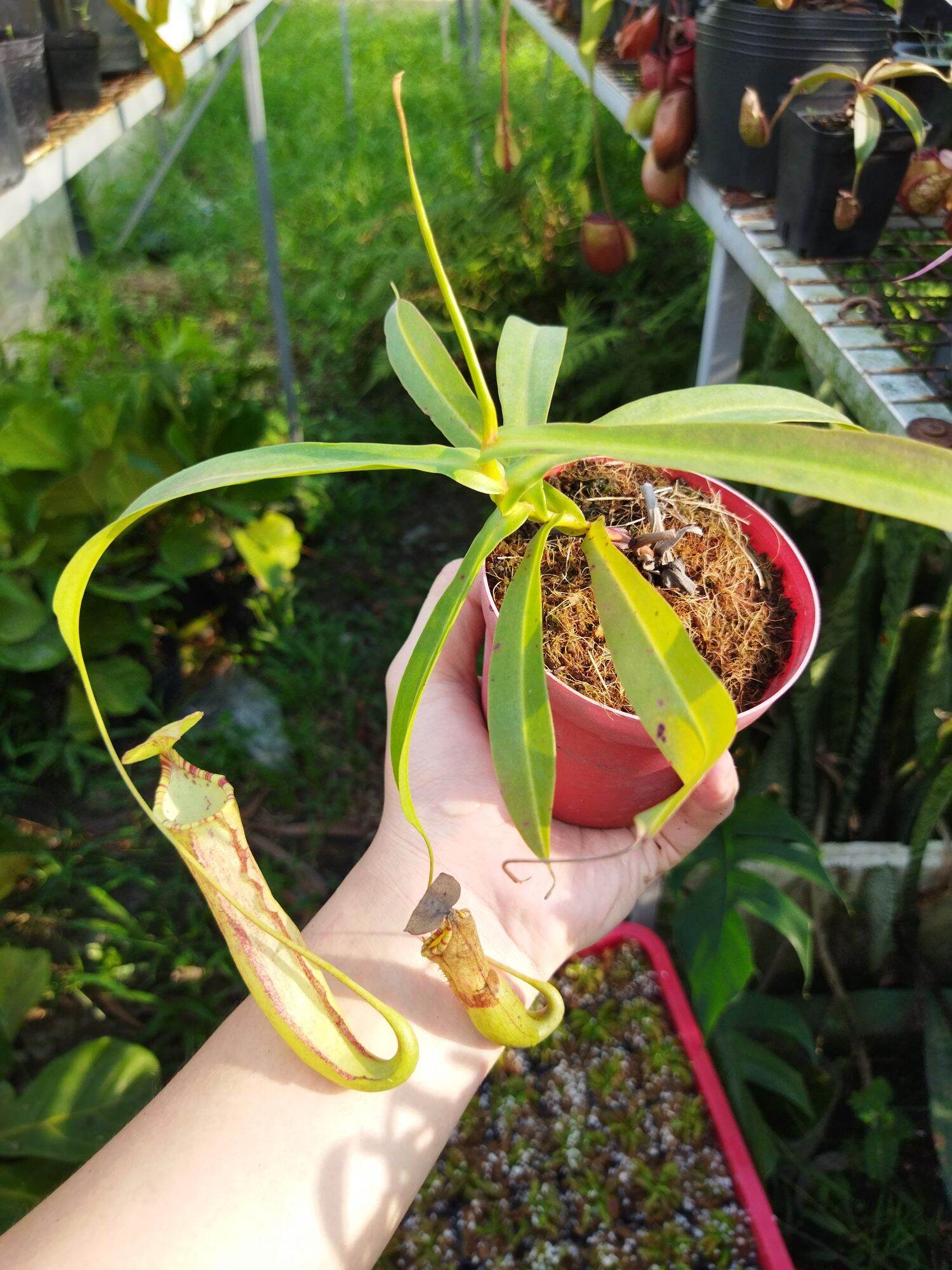Nắp ấm Miranda các loại