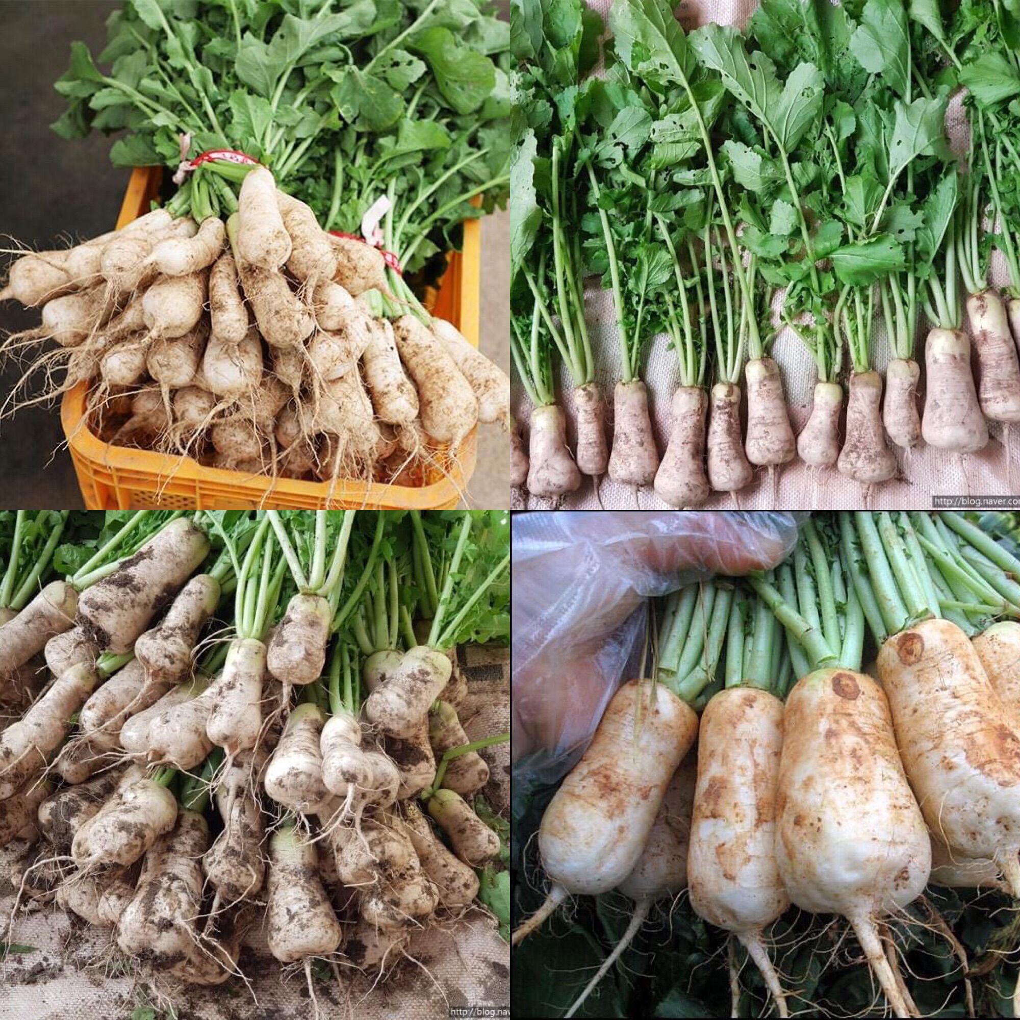 Hạt giống củ cải chongak hàn quốc