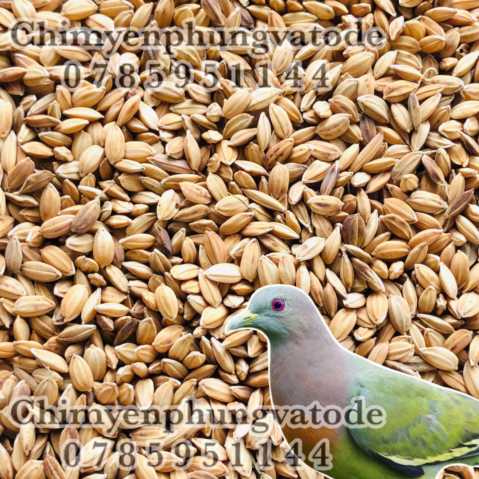 2kg lúa tiêu ruột đỏ, thức ăn: Chim Cảnh • Cu Gáy • Bồ Câu...