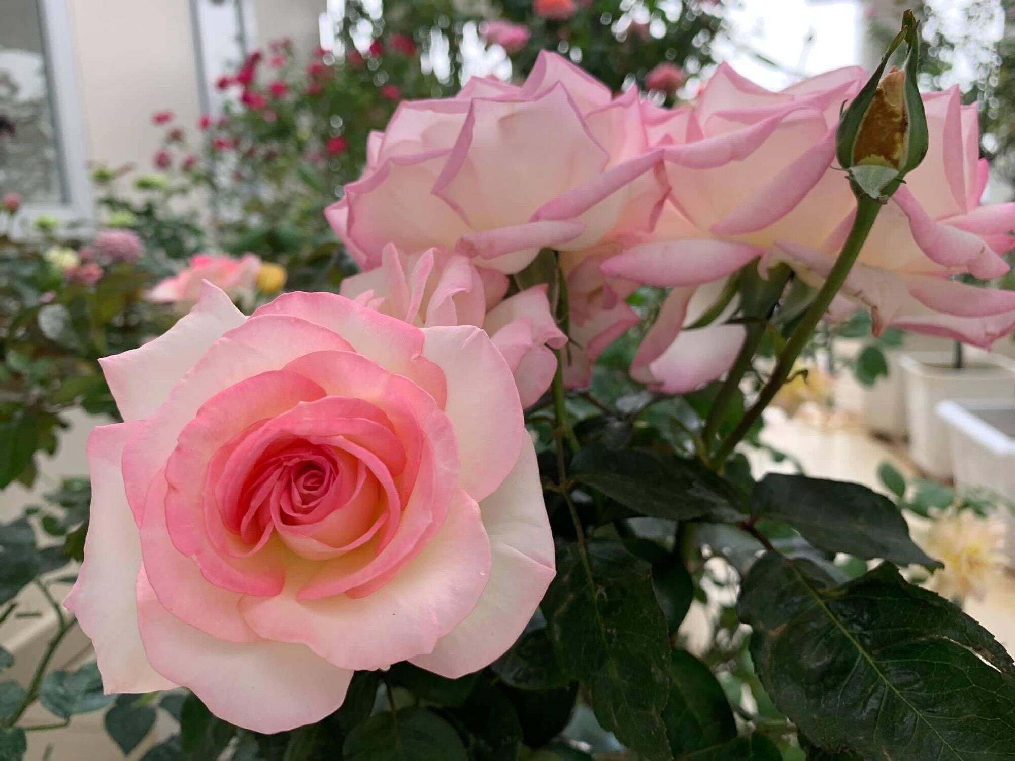 Hoa hồng ngoại tree mini Monaco rose