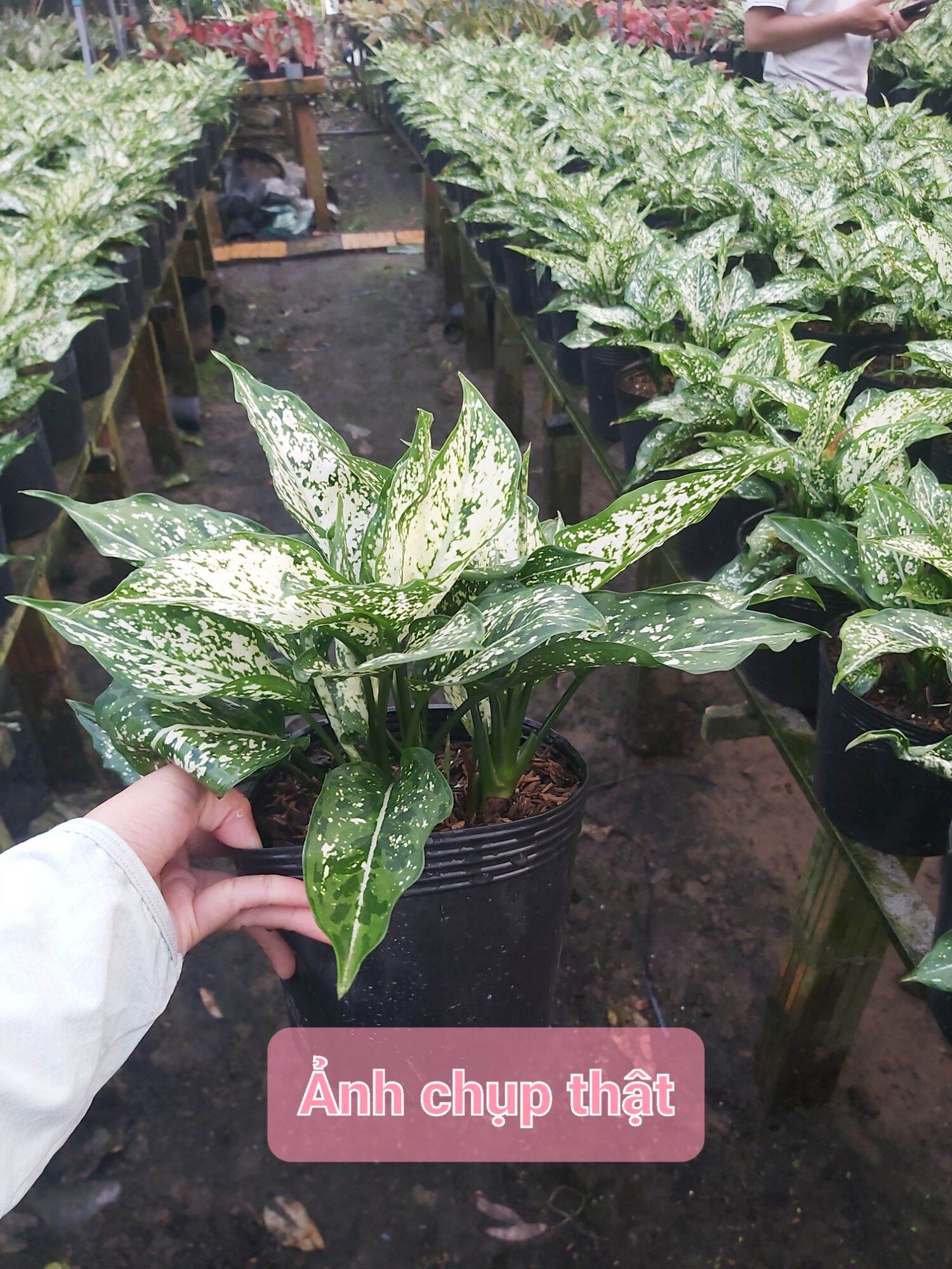 Cây ngọc ngân 3 thân trở lên (ảnh thật)