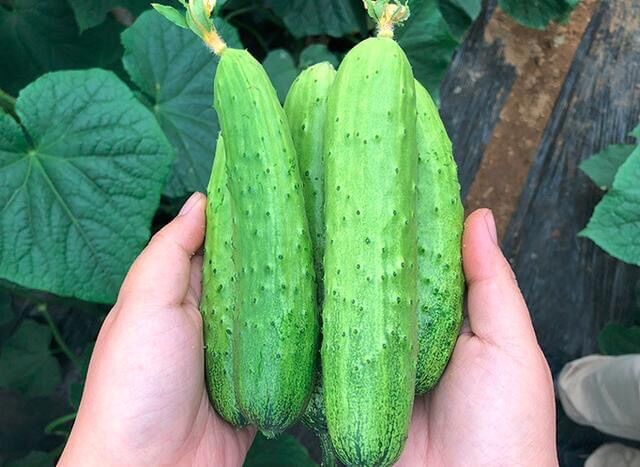 HẠT GIỐNG DƯA NẾP NON