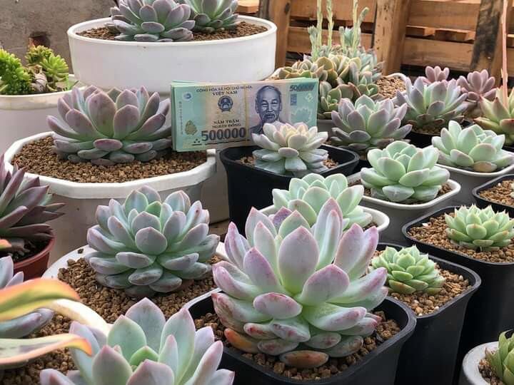 Sen đá size 5cm random cây đẹp vườn lựa