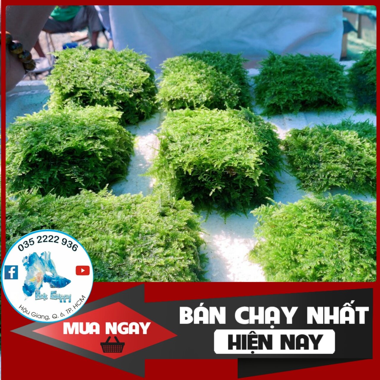 Rêu minitaiwan - rêu thủy sinh không cần co2 dùng dán lũa bonsai, trang trí bể cá