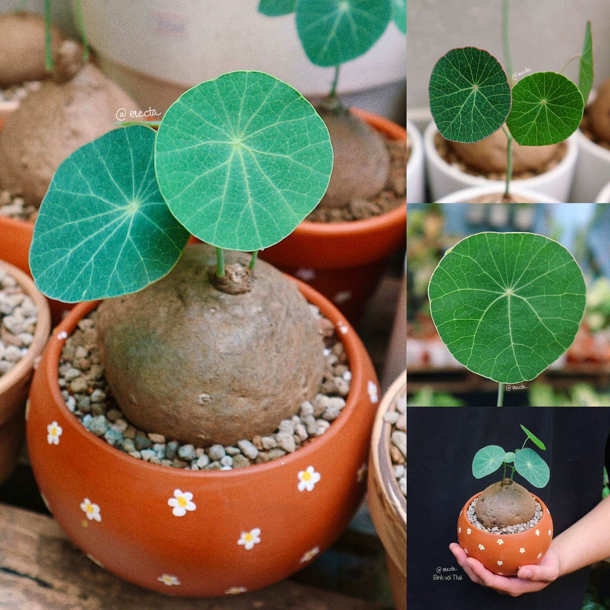 Củ bình vôi Thái - Stephania Erecta
