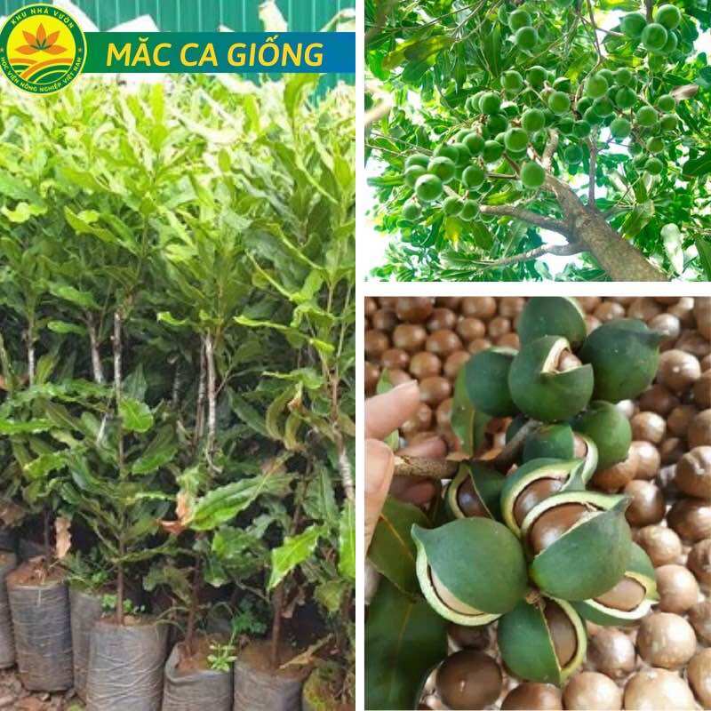Cây giống macca (1caay cao 35cm)