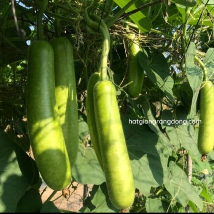 10H hạt giống bầu sao