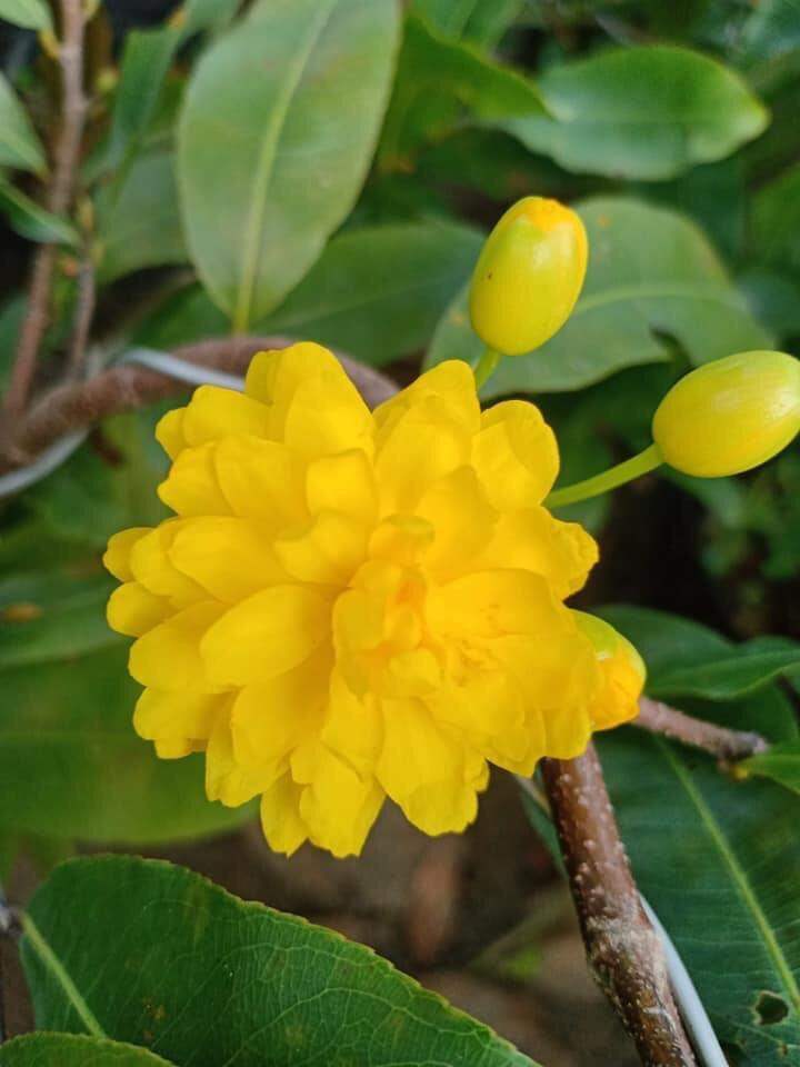 Mai cúc 150 cánh ghép gốc mai vàng quấn rễ