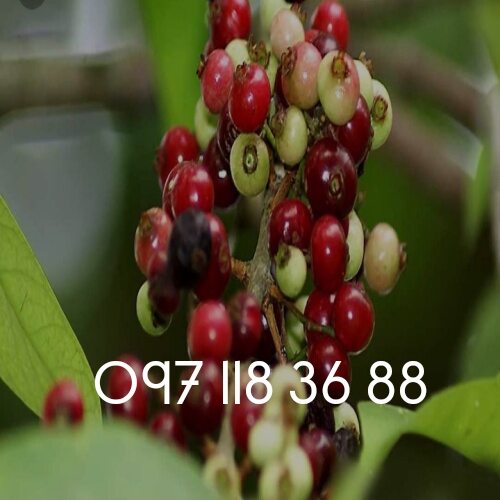 Combo 5 cây sắn thuyền giống khỏe cao 40cm