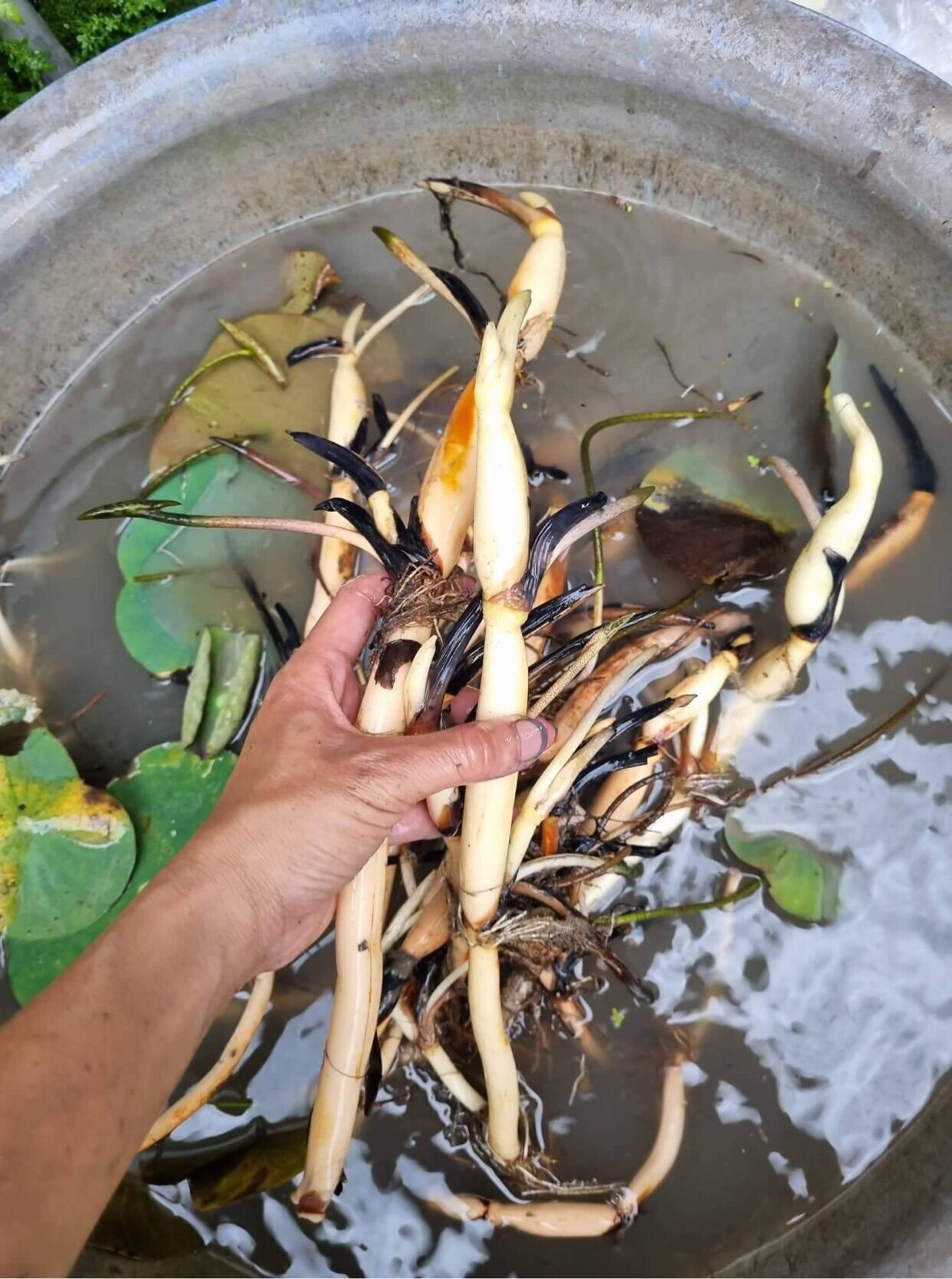 combo 3 Củ sen đủ màu
