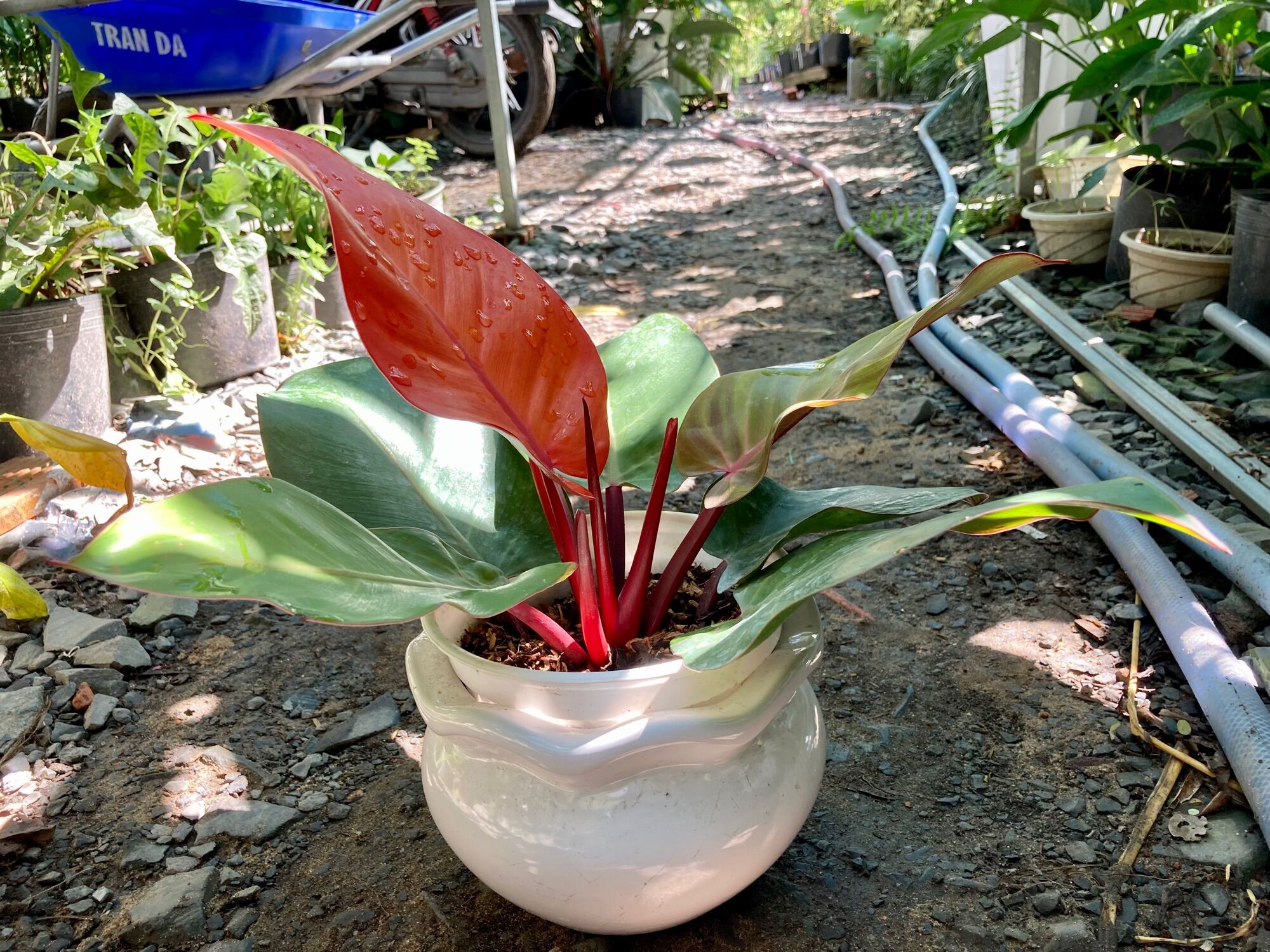 Đế vương đỏ