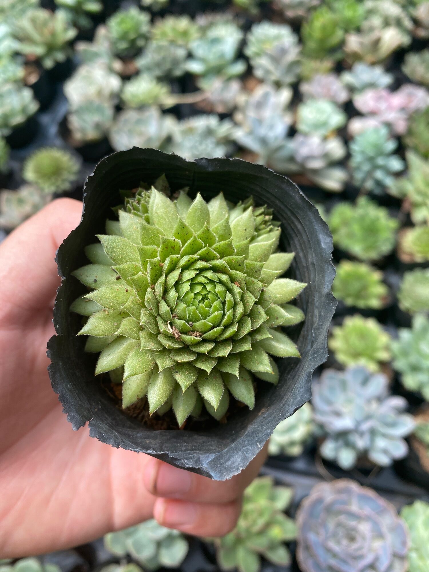 SEN ĐÁ PHẬT BÀ SIÊU ĐẸP 🥰🥰🥰😍😍 SIZE 5-7CM 🥰🥰XUẤT VƯỜN ĐÀ LẠT 😍 ĐÃ THUẦN KHÍ HẬU 🤑 SỐ LƯỢNG CÓ HẠN 🤫🥰