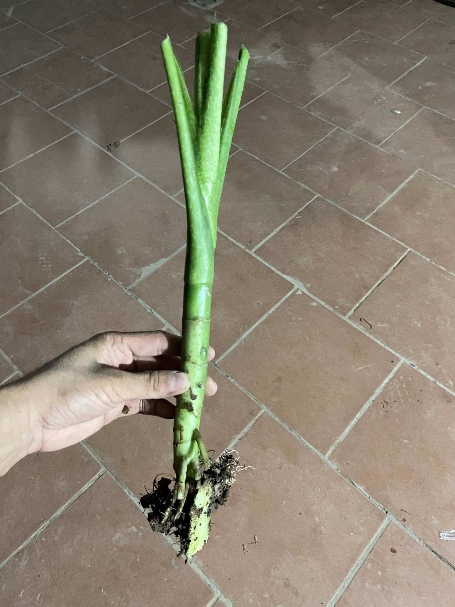 Cây vạn niên thanh(gốc giống ủ cát dinh dưỡng khi vận chuyển)