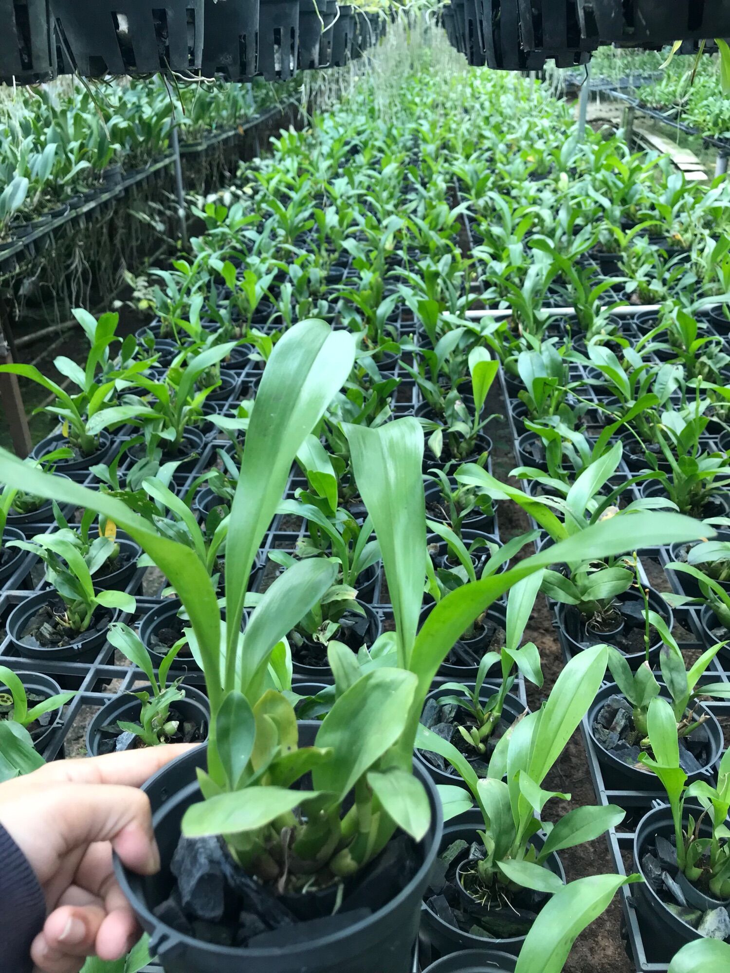 Vũ Nữ Hoàng Hậu Mini siêng hoa