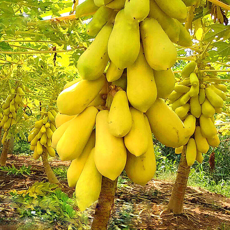 Cây giống đu đủ vàng 2 cây